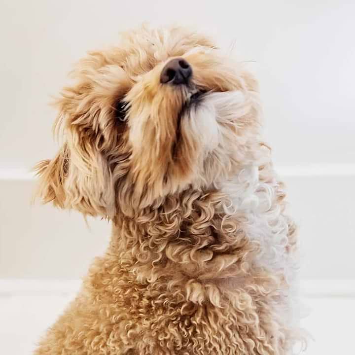 Identify and Prevent Seasonal Allergies in Dogs