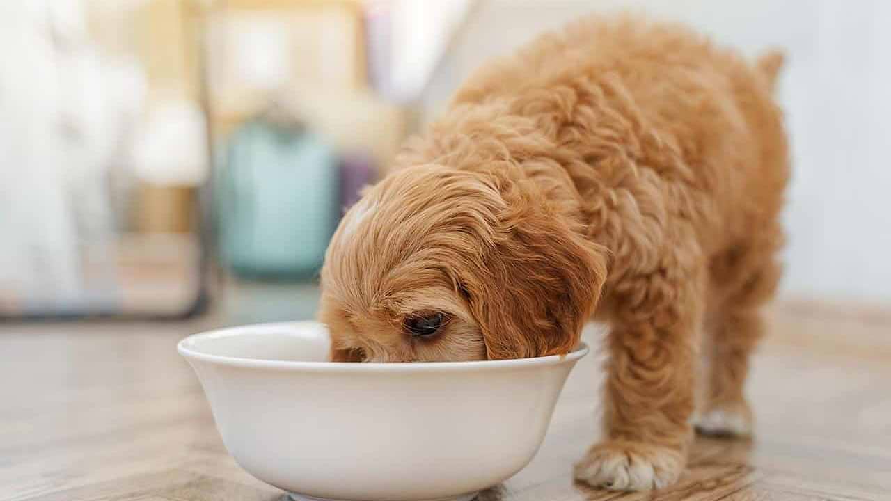 Natural Nutrition for Doodles