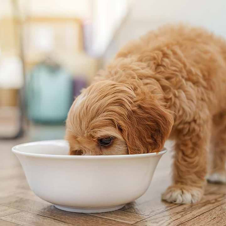 Natural Nutrition for Doodles