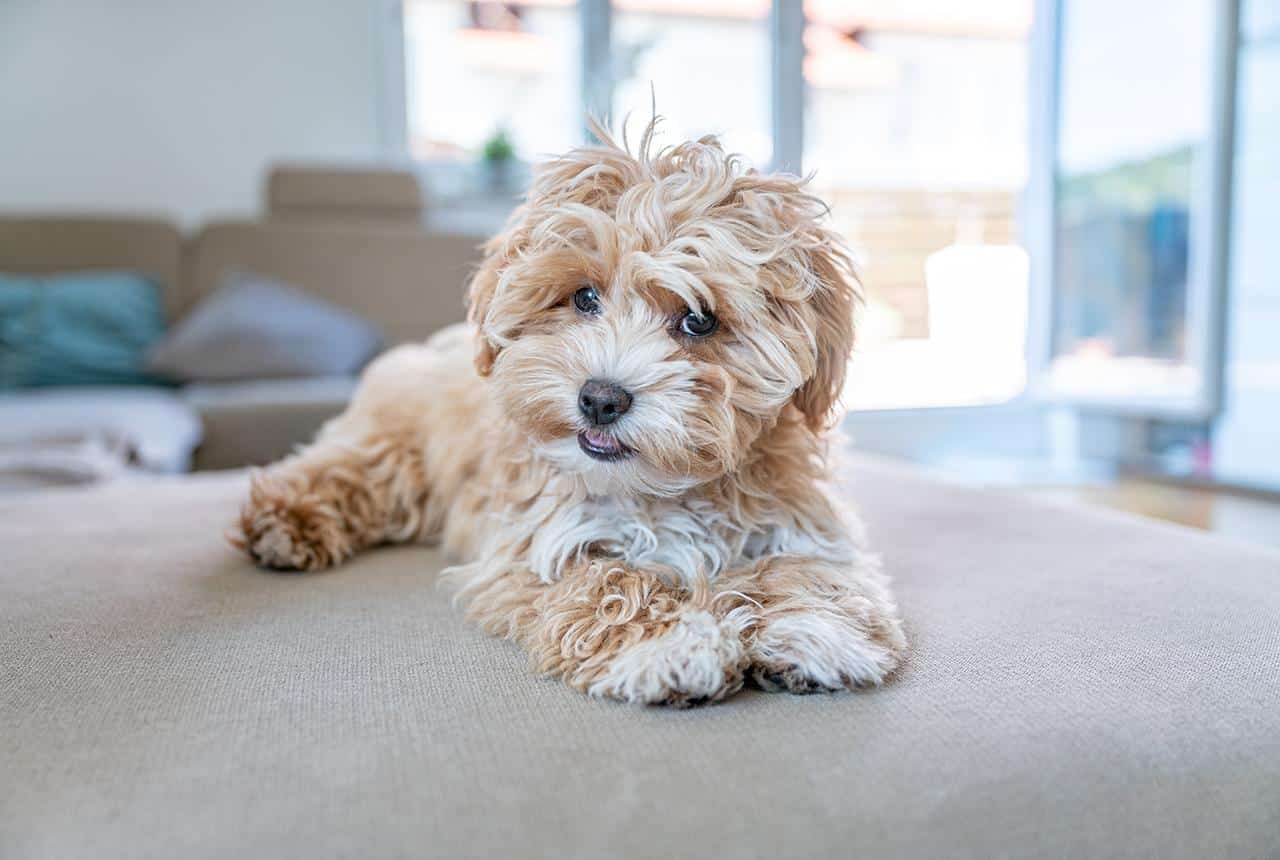 Beautiful Maltipoo Dog on the Flooe