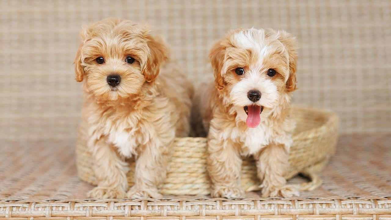 Maltipoo Sizes - 2 Maltipoo Dog Image
