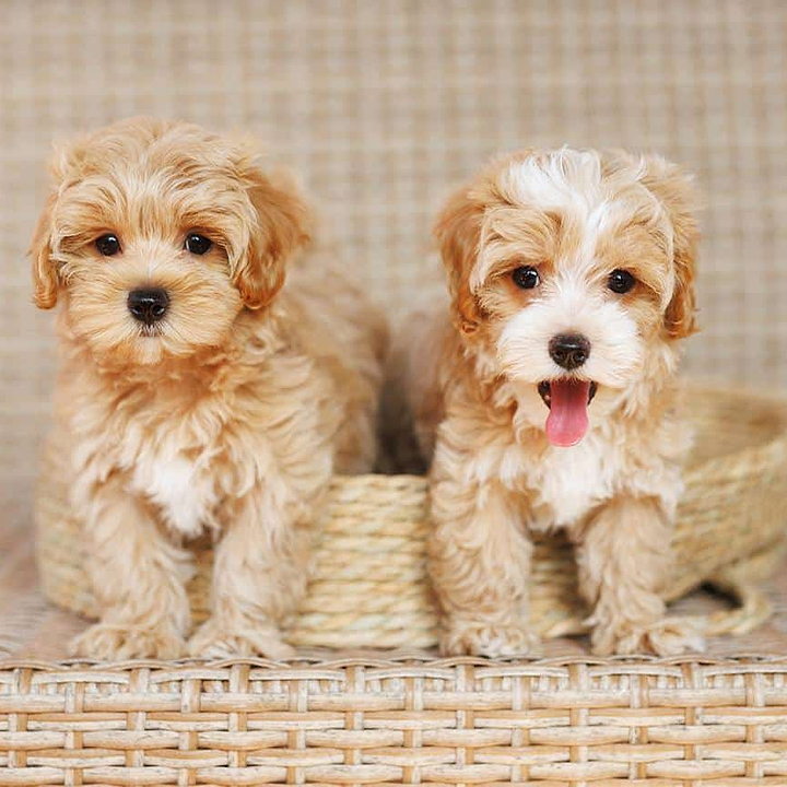 Maltipoo Sizes - 2 Maltipoo Dog Image