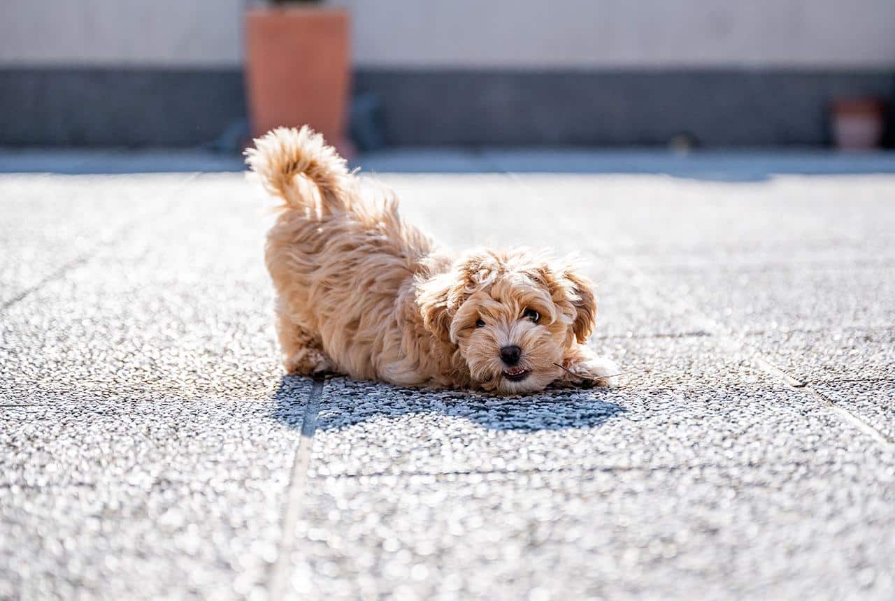 Playful Maltipoo Dog