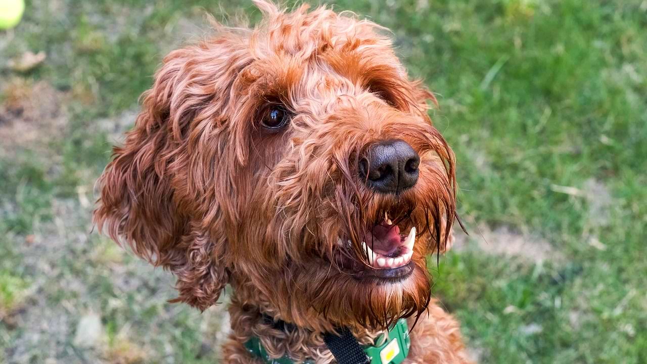 Irish Doodle Hero - Brady