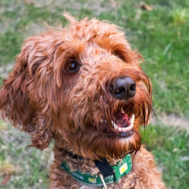 Irish Doodle Hero - Brady