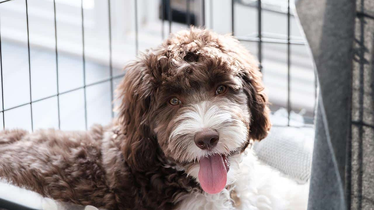 Causes of Separation Anxiety