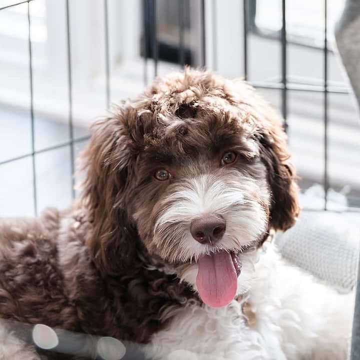 Causes of Separation Anxiety