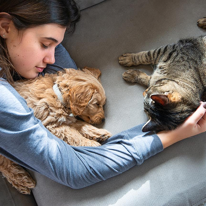 Prepare Your Home for a New Puppy