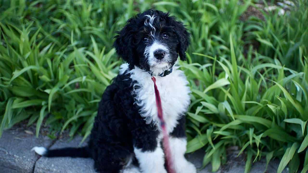 Genetic Testing in Ensuring Healthy Dog Breeding