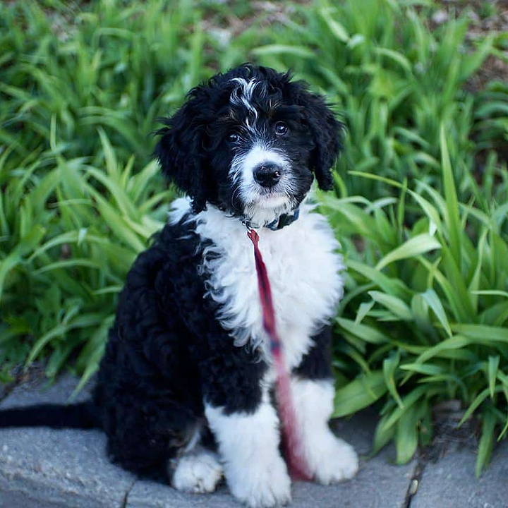 Genetic Testing in Ensuring Healthy Dog Breeding