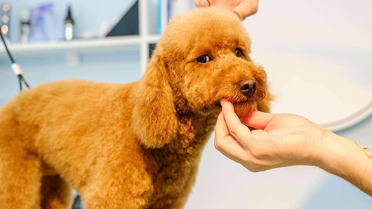 Impact on Dog Breeds