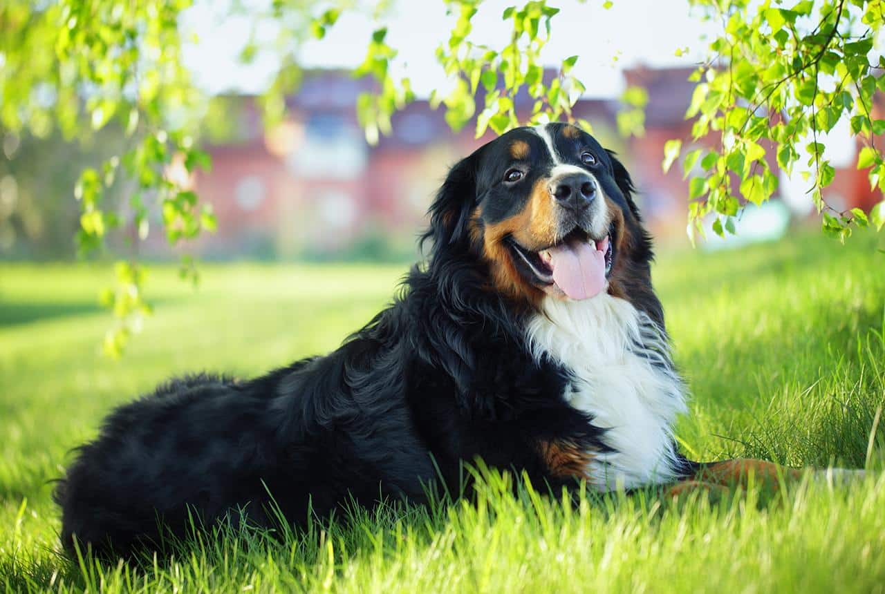 Strategies for Breeders