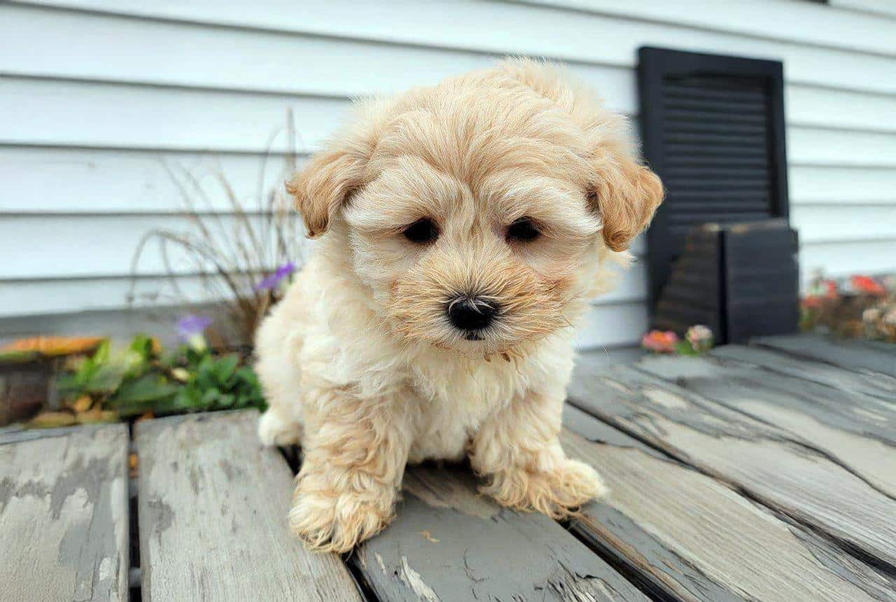 Maltipoo Breed Puppy