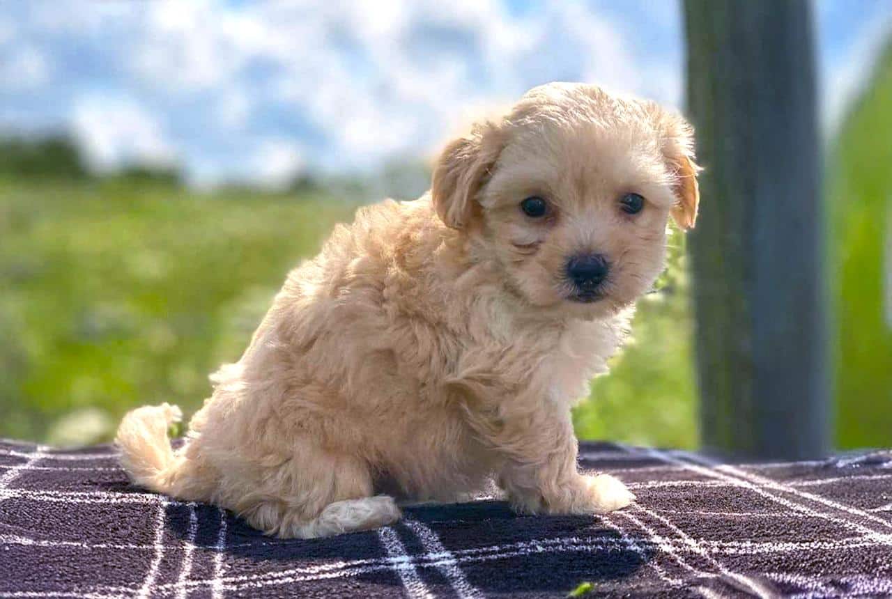 Maltipoo Pros and Cons - Puppy