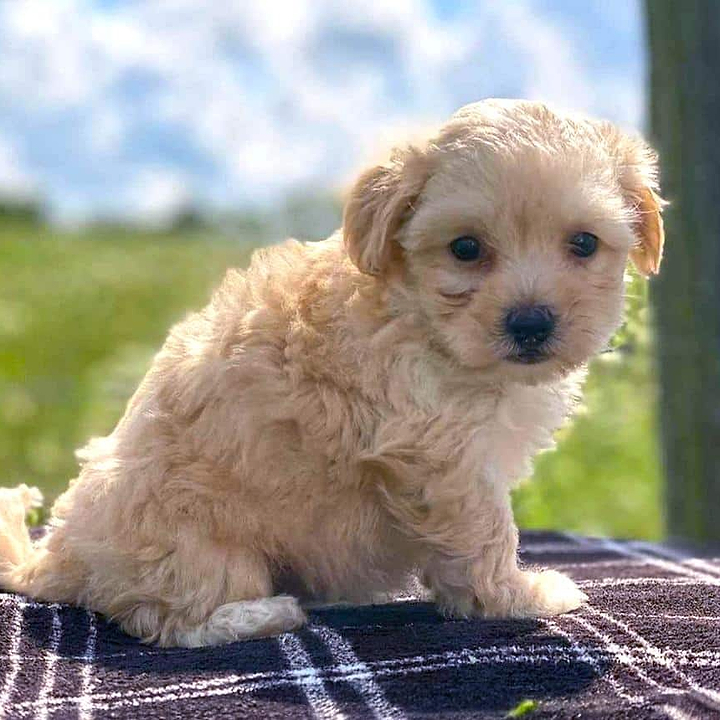 Maltipoo Pros and Cons - Puppy