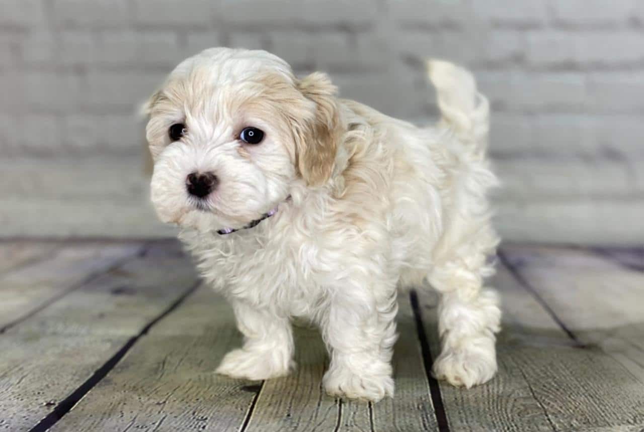 Pros and Cons of Maltipoo Dog