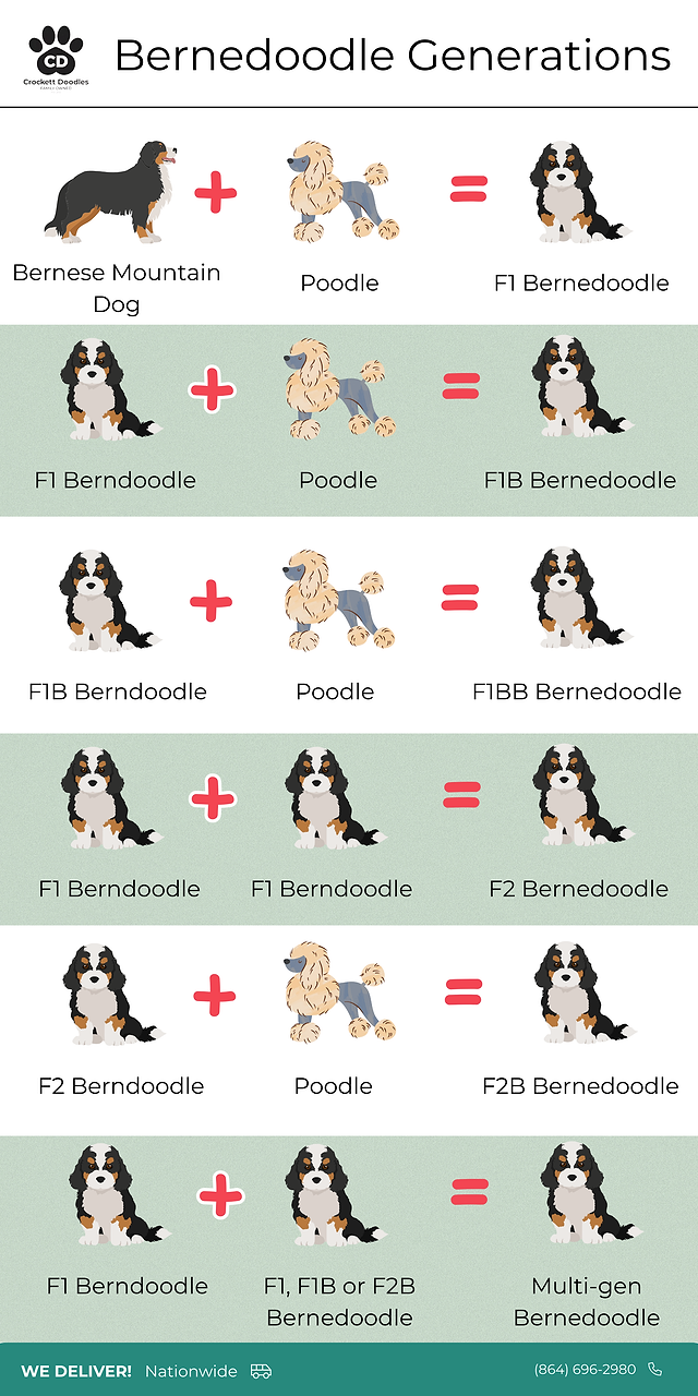 Bernedoodle Generations - F1, F1B. F2. F2B, Multi Gen