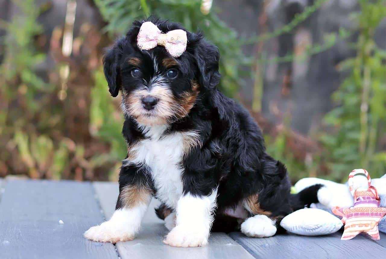 F1 Mini / Medium Bernedoodles