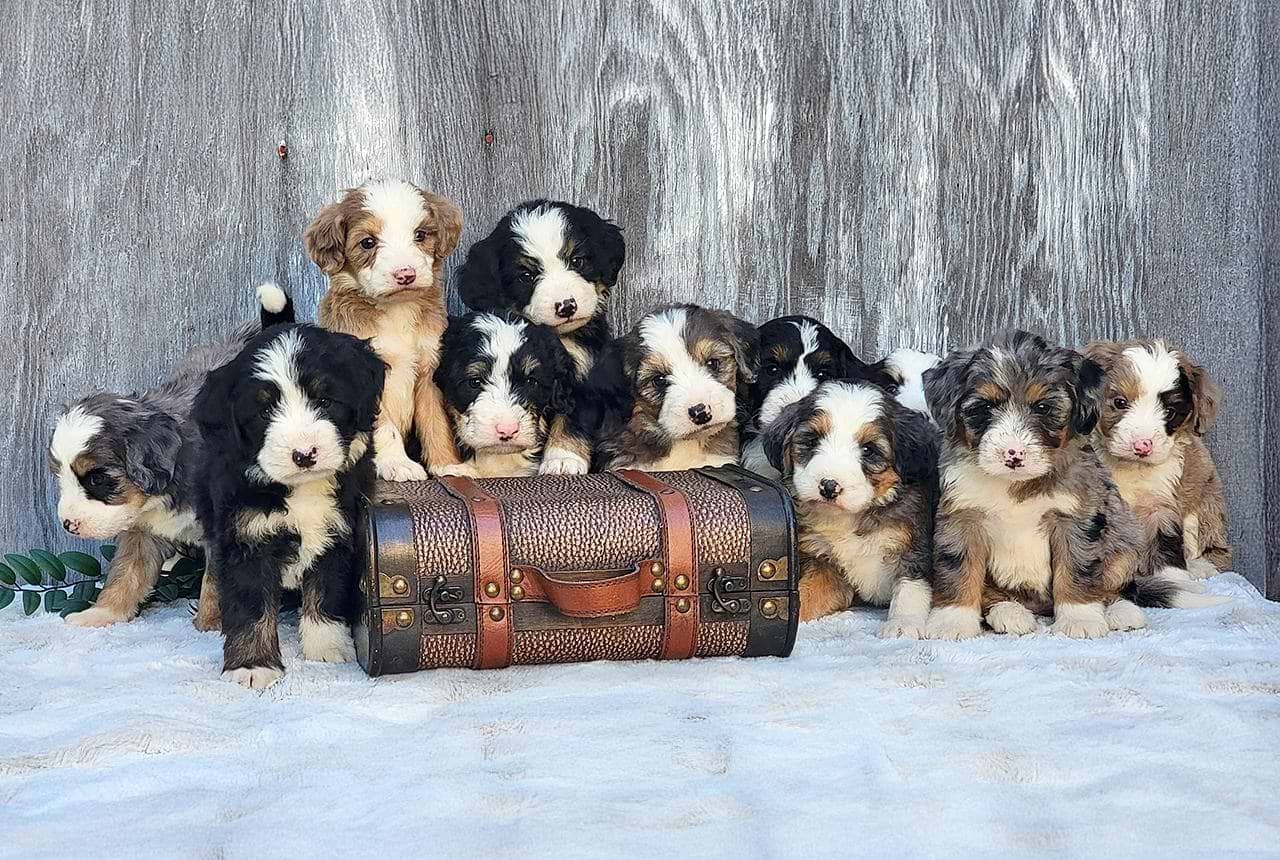 F1b Traditional Bernedoodles - Bernedoodle Generations