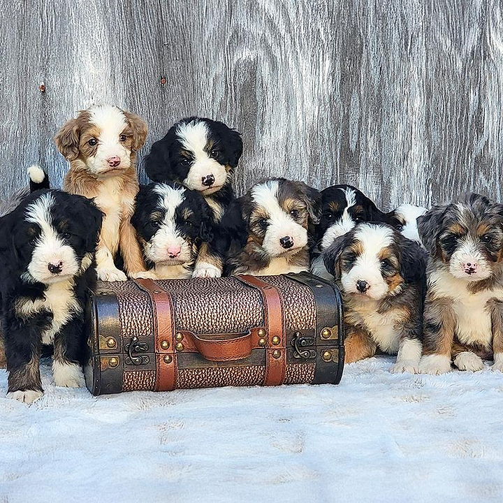 F1b Traditional Bernedoodles - Bernedoodle Generations