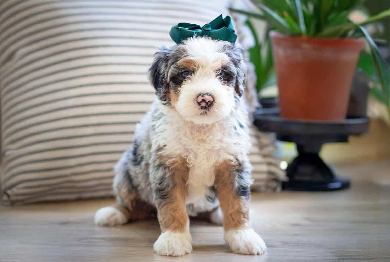 Multigen Mini Bernedoodle 