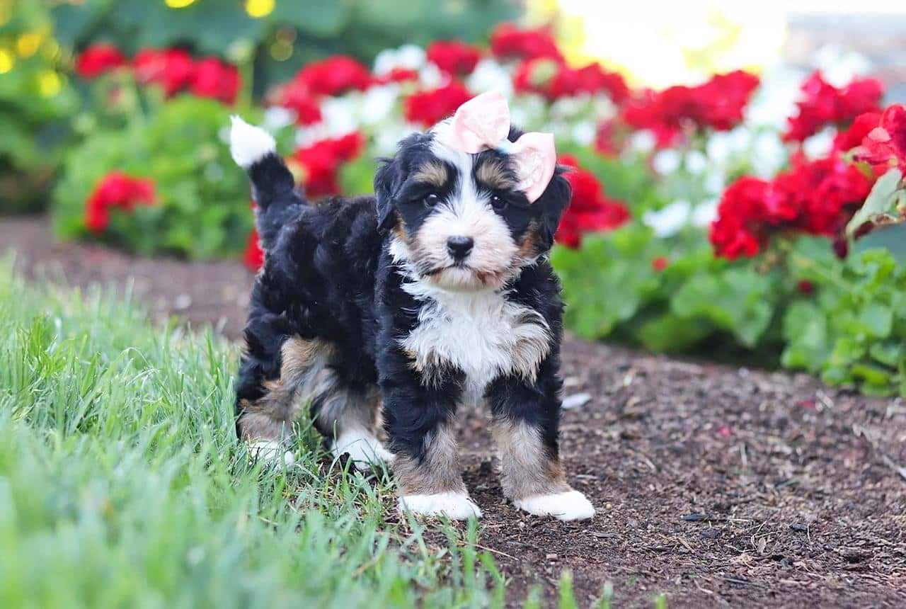 Multigen Traditional Bernedoodle