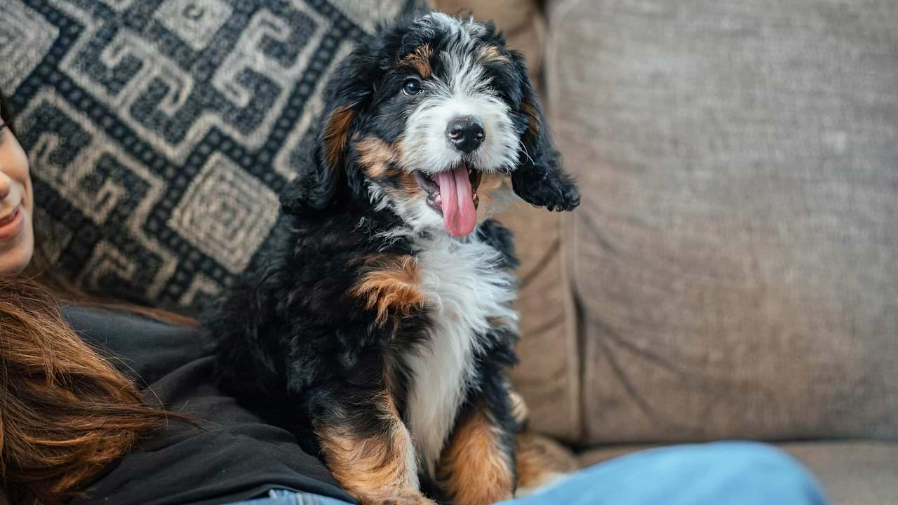 Bernedoodle - Doodle Grooming
