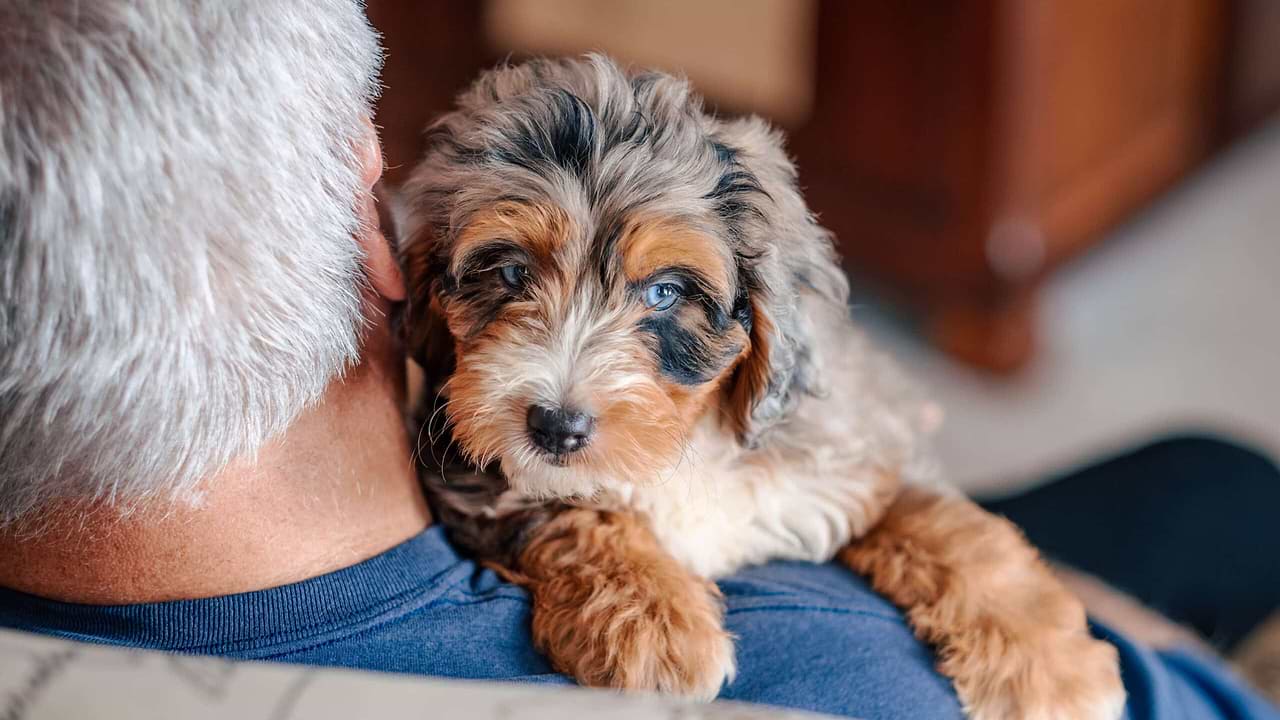 Confident Aussiedoodle - Socialization Hacks for Confident Doodles