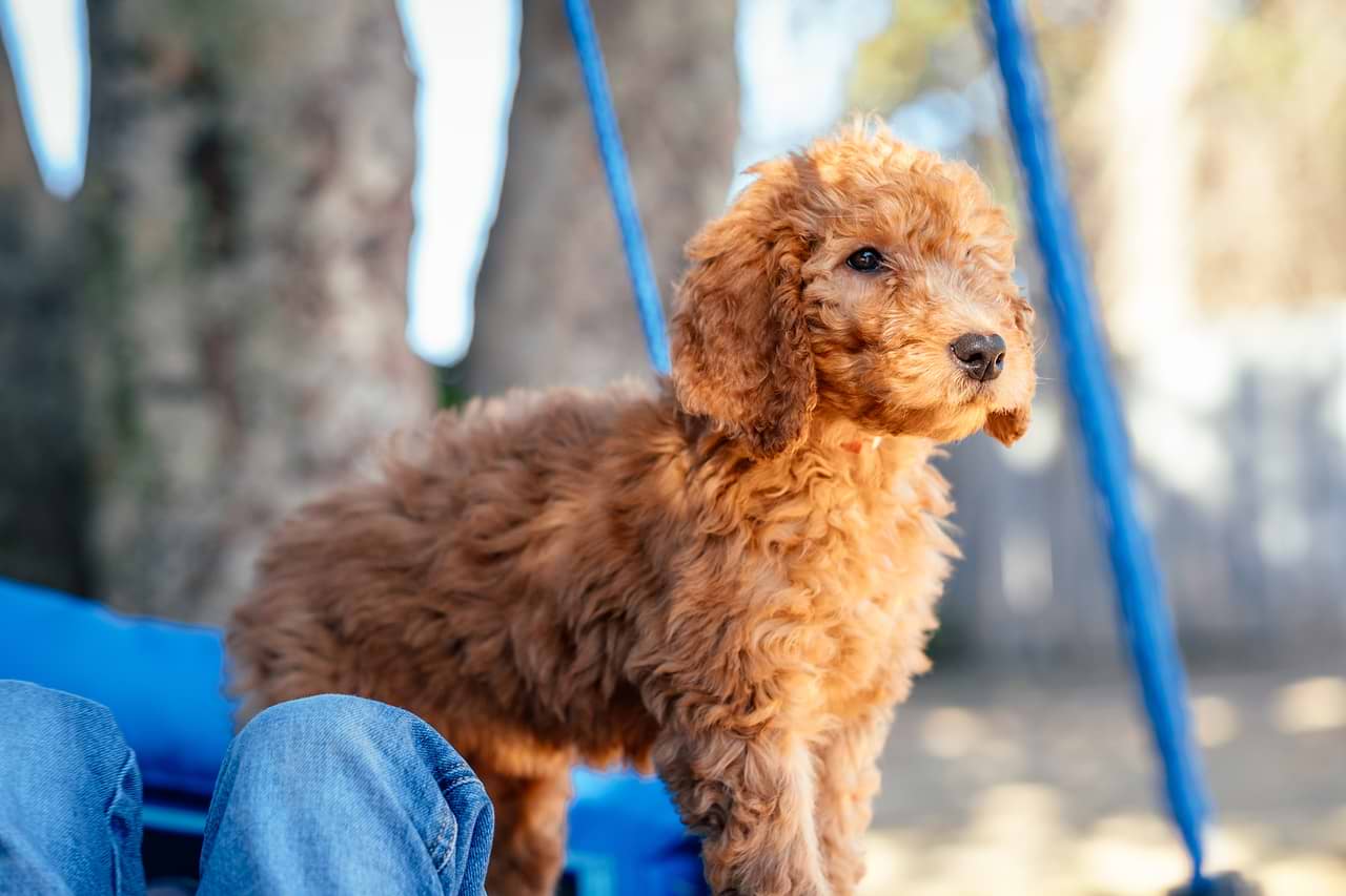 Goldendoodle Puppy