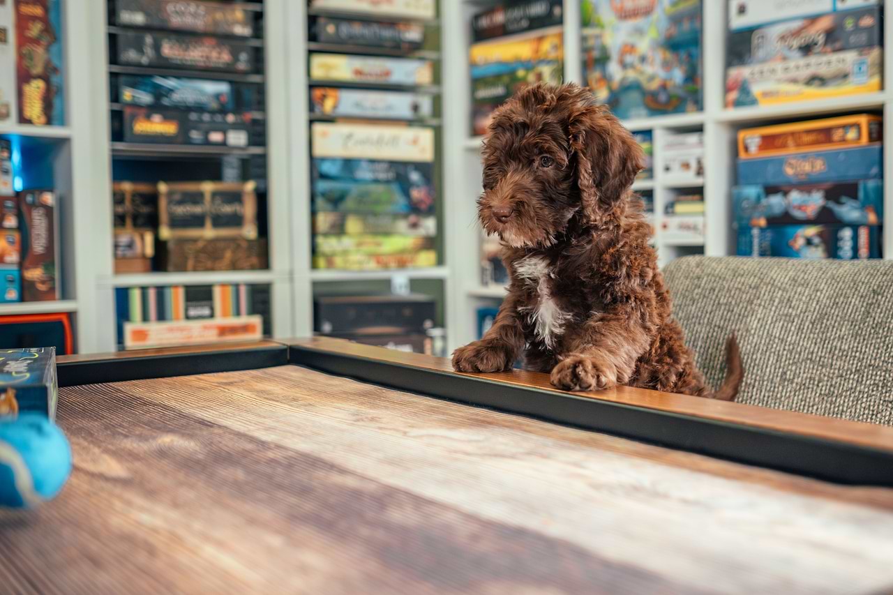 Raising Labradoodle in City Life