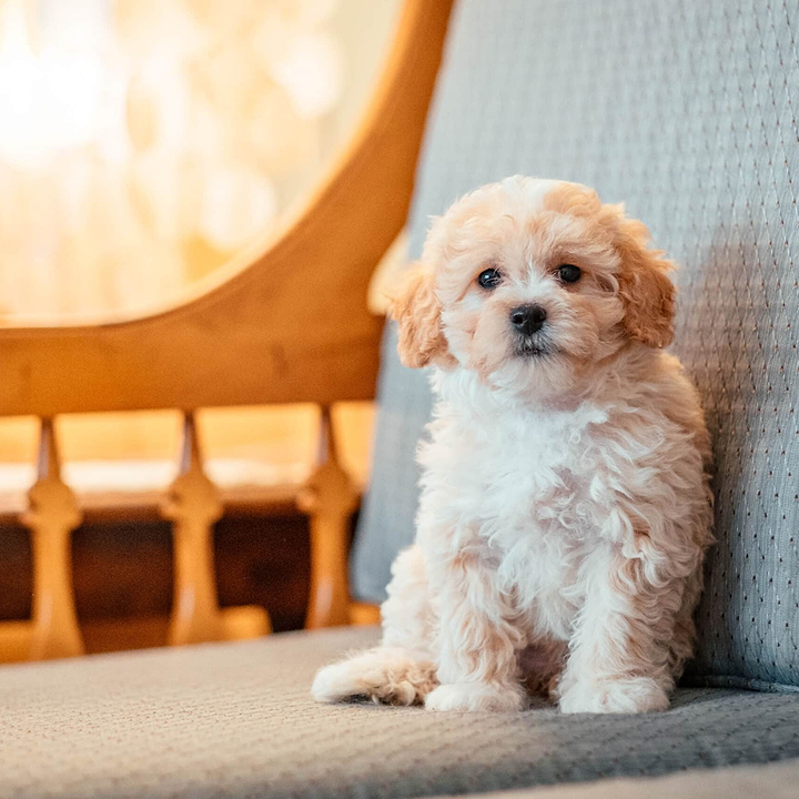 Maltipoo Doodle in the City Life