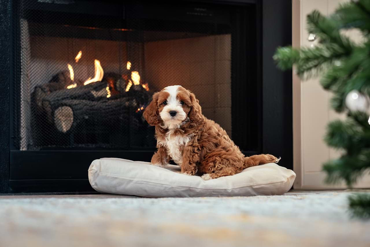 Raising Cavapoo in City Apartment