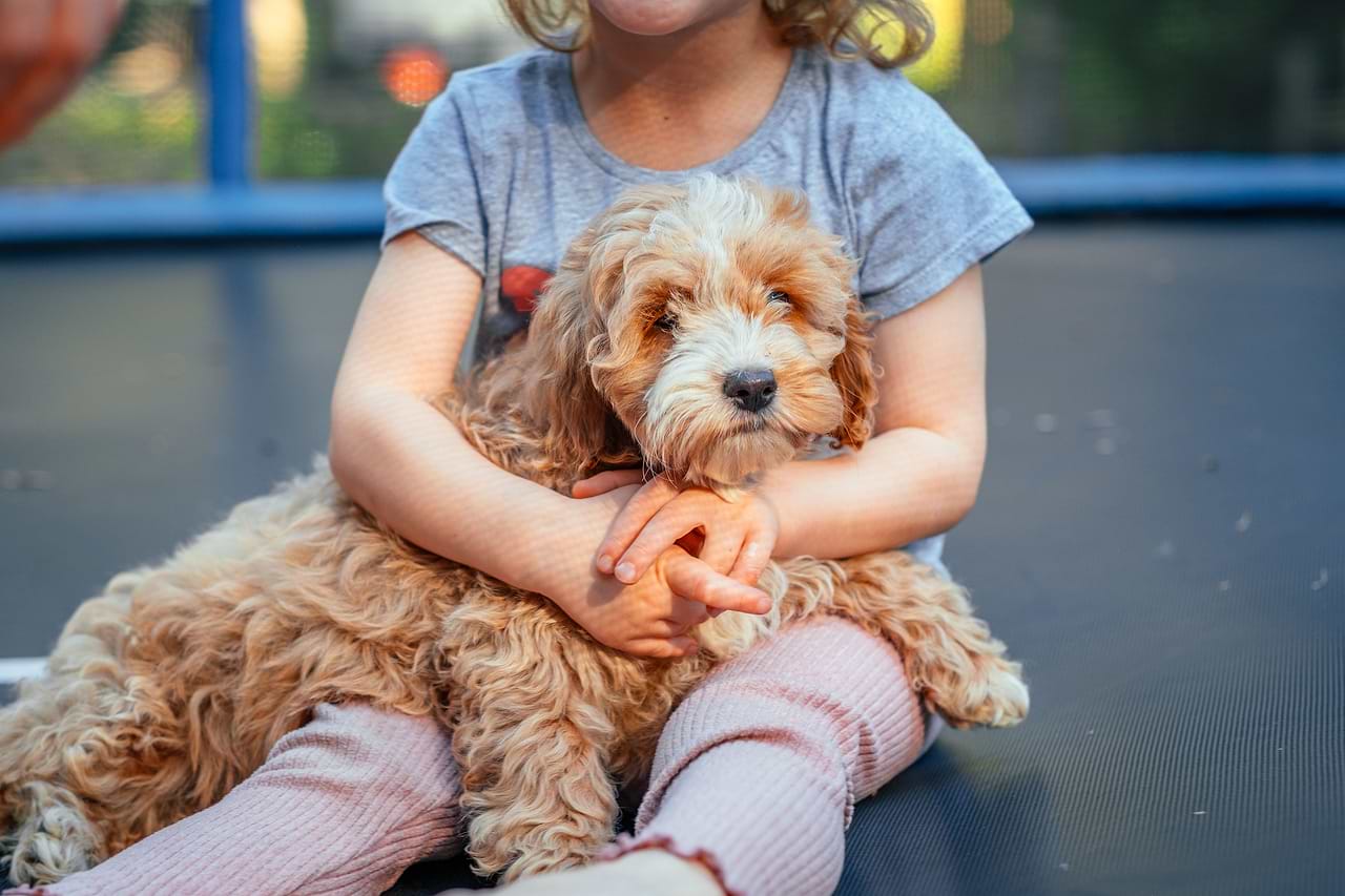 Socialized Cockapoo Puppy