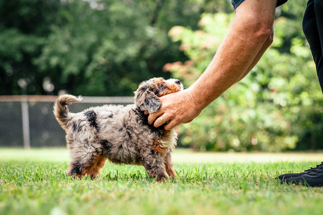 Well -Socialized Aussiedoodle