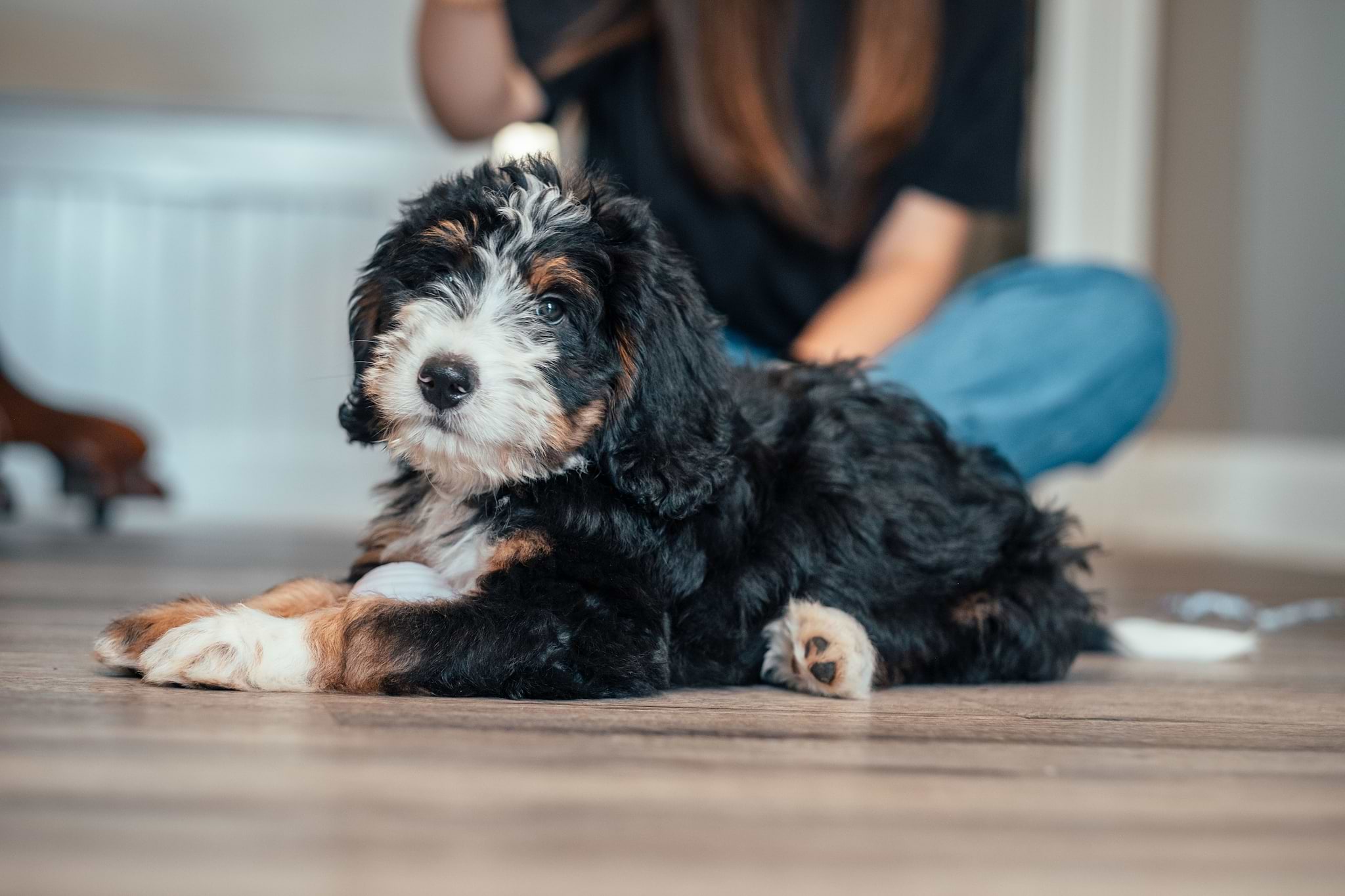 A Beautiful Bernedoodle Puppy