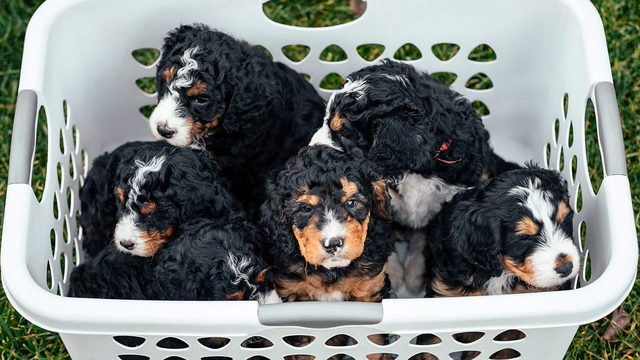Bernedoodle Puppies - Bernedoodle vs Goldendoodle