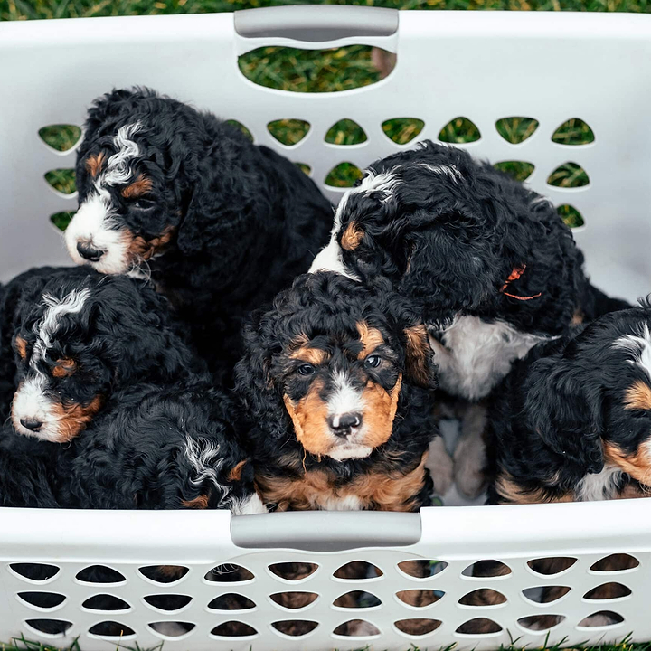 Bernedoodle Puppies - Bernedoodle vs Goldendoodle