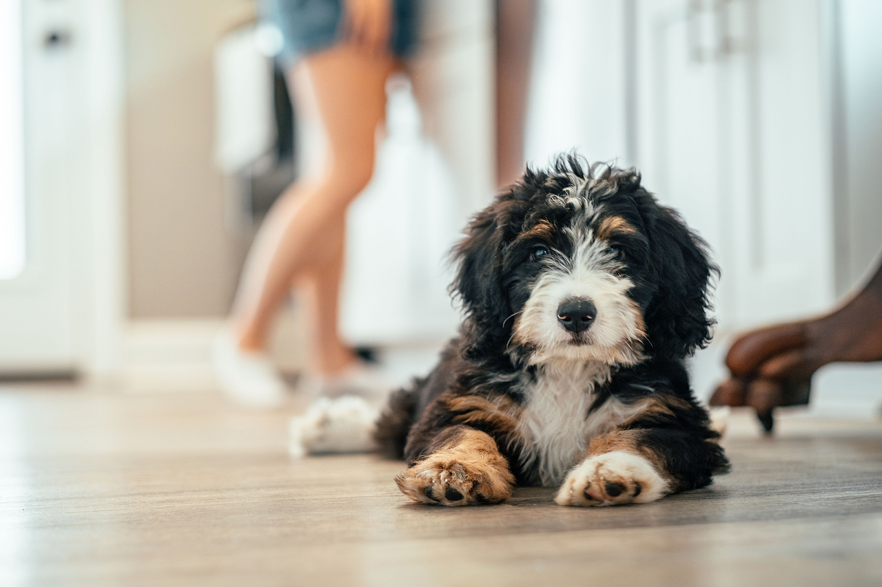 Bernedoodle Puppy