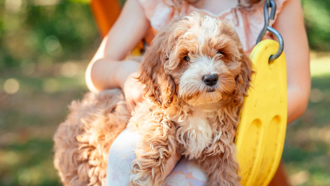 Cockapoo Growth - Size Chart (Puppy to Dog)