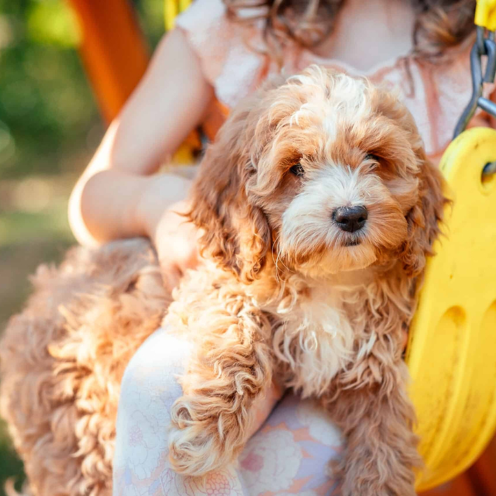 Cockapoo Growth - Size Chart (Puppy to Dog)