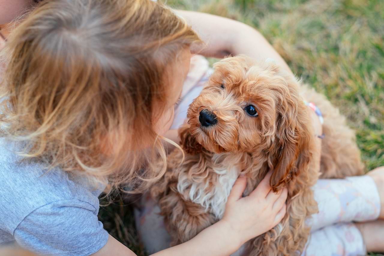 Cockapoo Puppy to Adult Dog