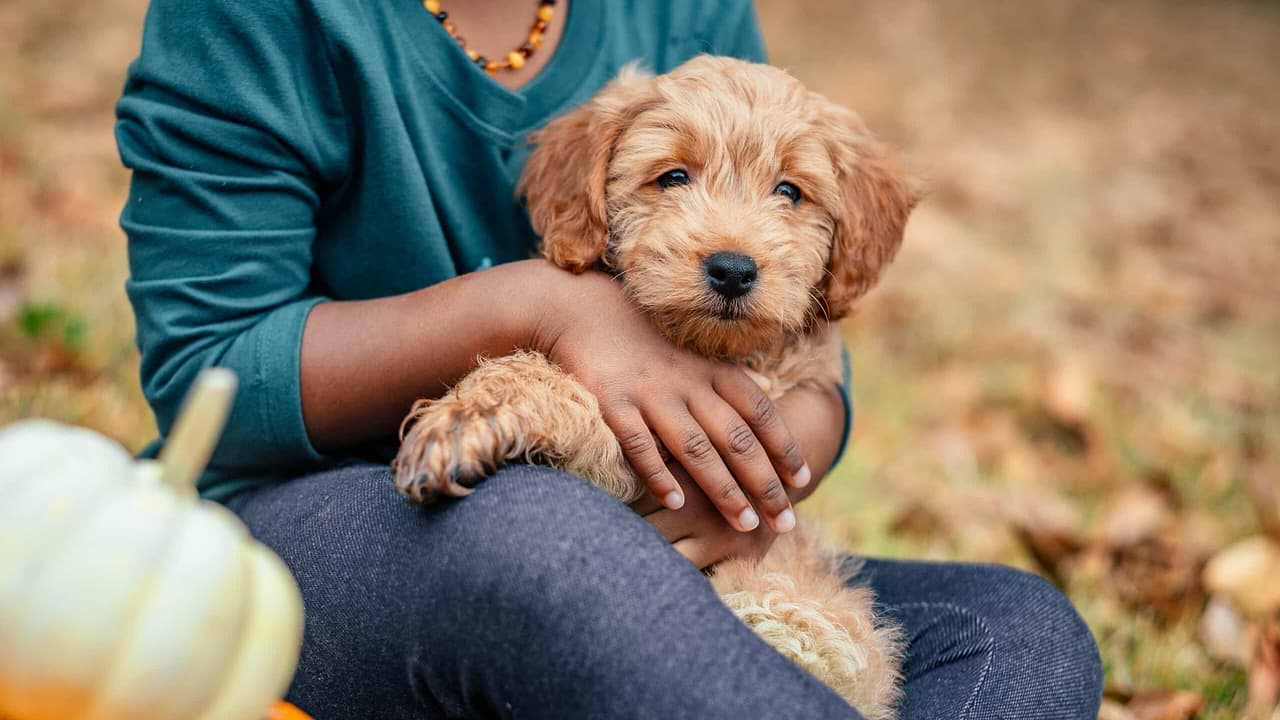 Goldendoodle - Doodle Puppy Brain games