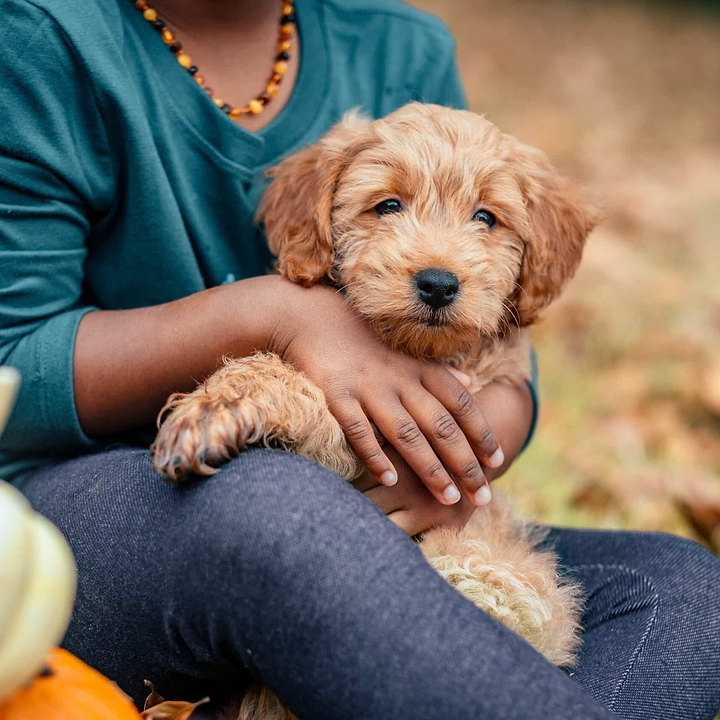 Goldendoodle - Doodle Puppy Brain games