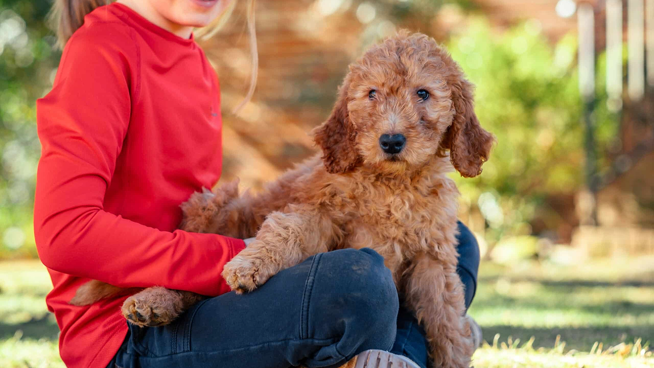 Kids with Goldendoodles