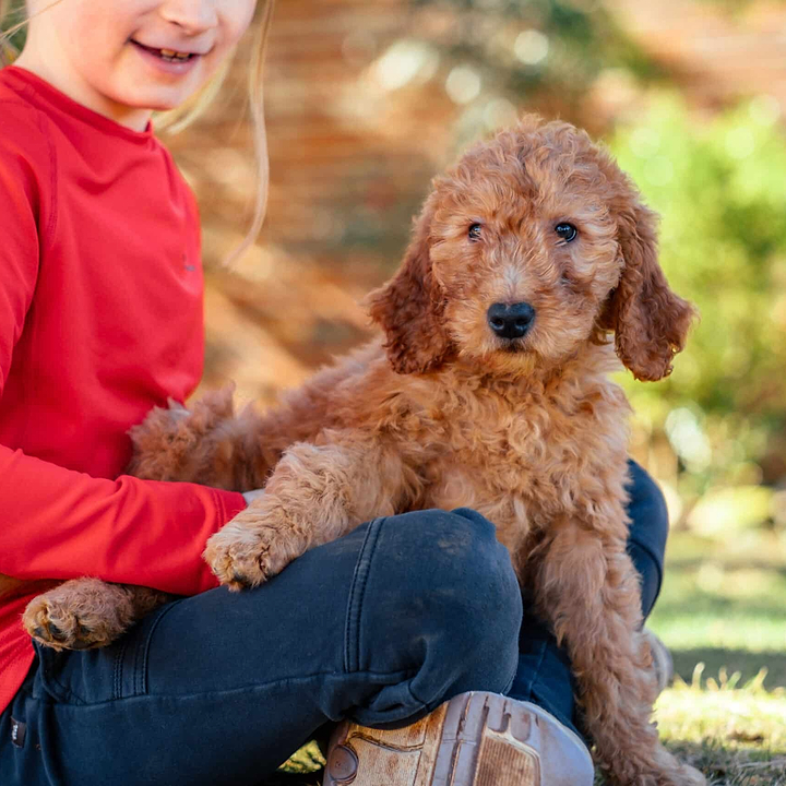 Kids with Goldendoodles