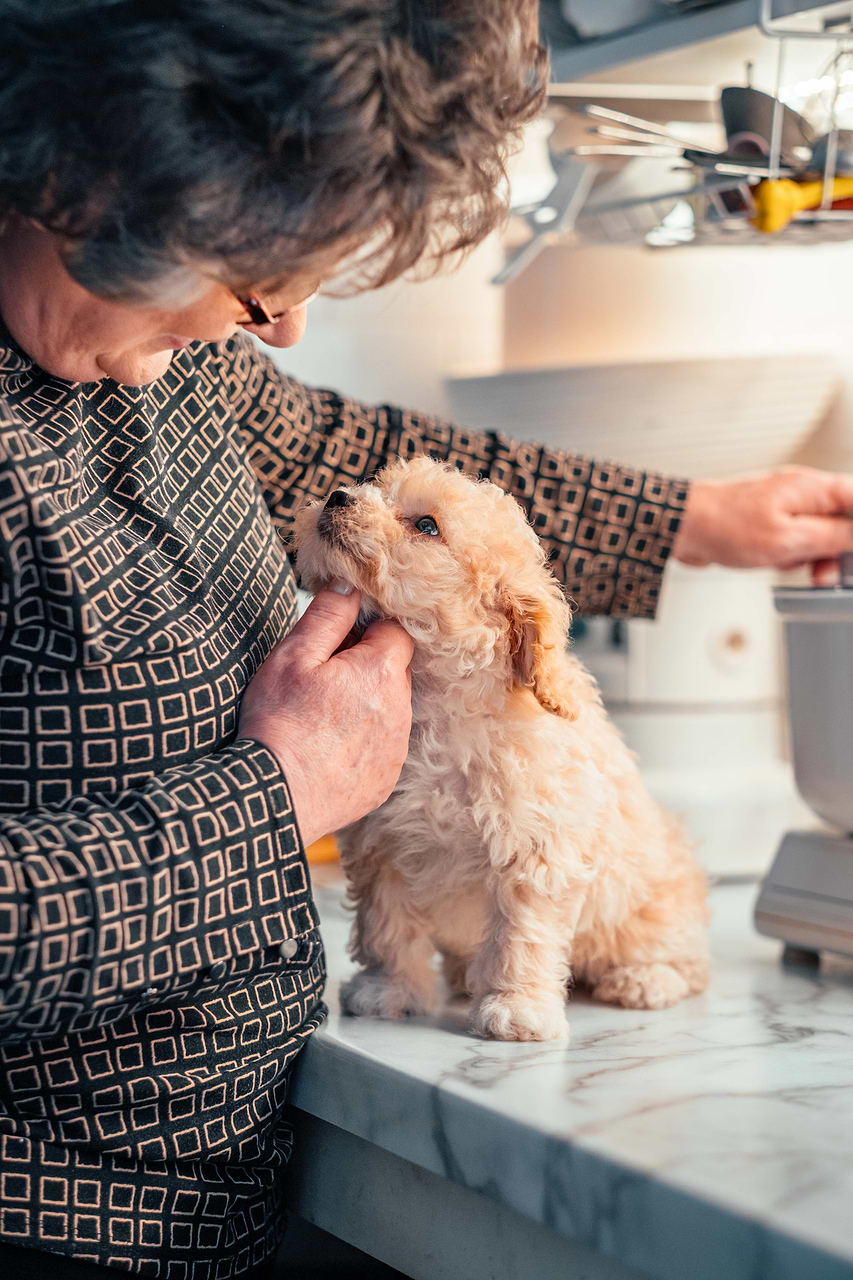 Maltipoo Puppy with Owner