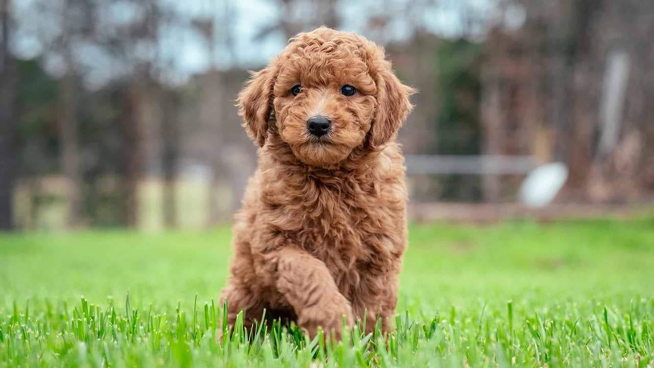 Playful Goldendoodle - a Doodle Puppy