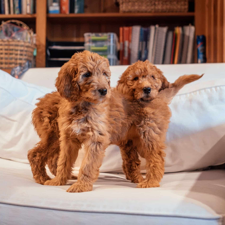 Two Goldendoodles - Puppy