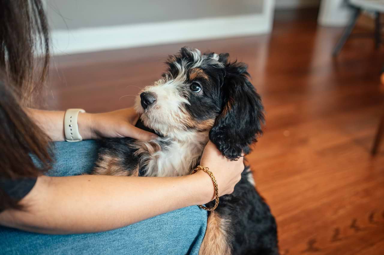 A Beautiful Bernedoodle