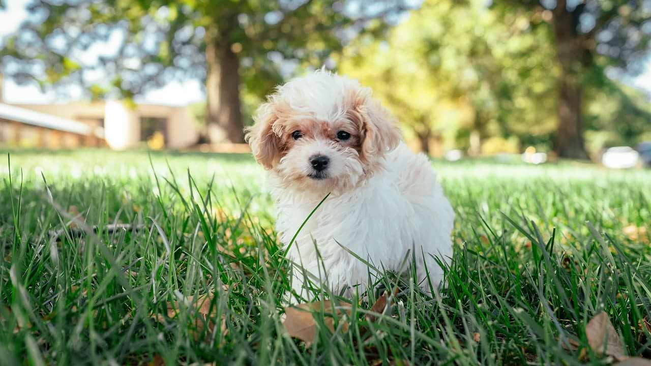 A Beautiful Maltipoo Puppy - Maltipoo Puppy Essentials